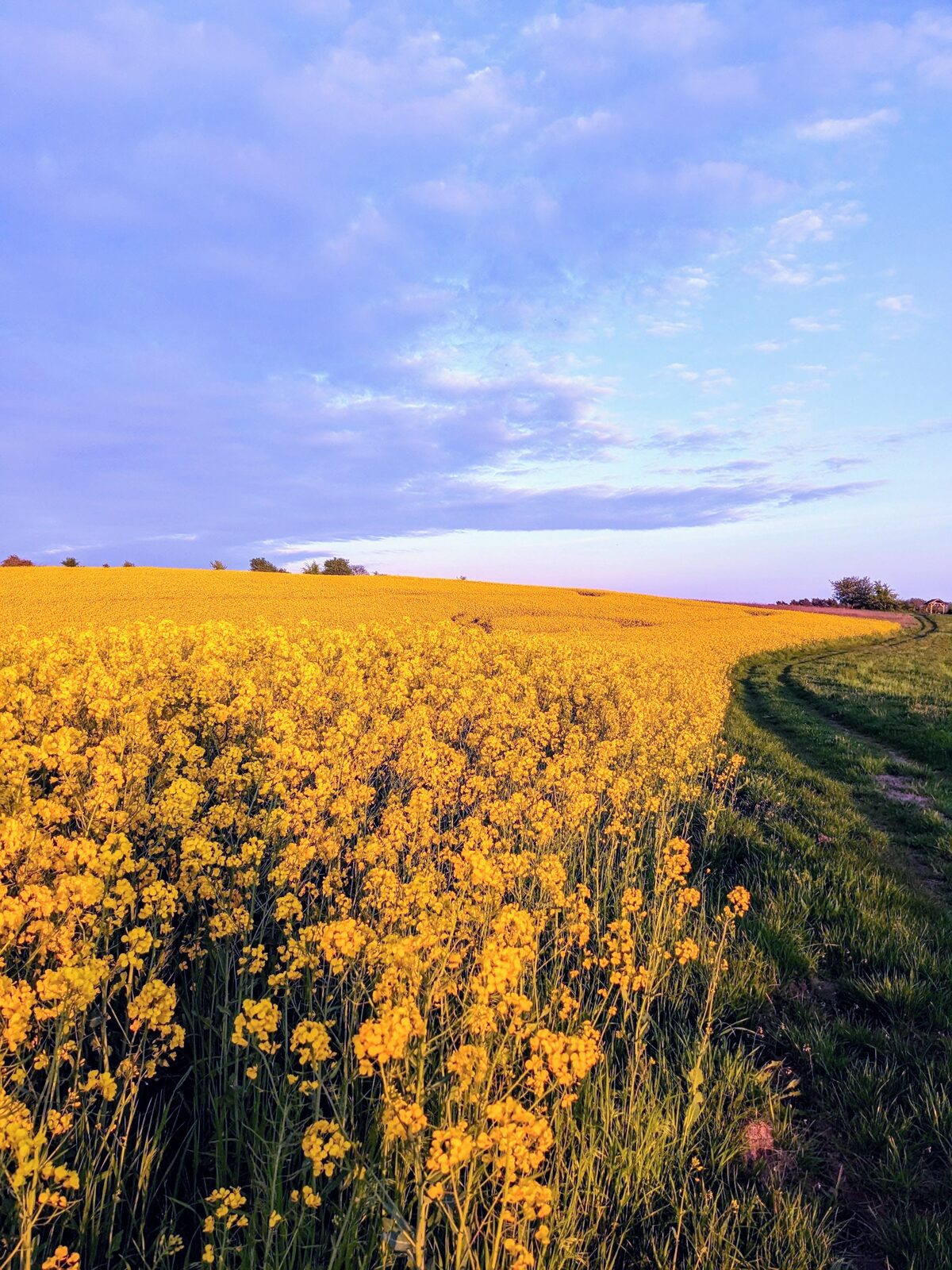 Rapsfeld bei Sonnenlicht